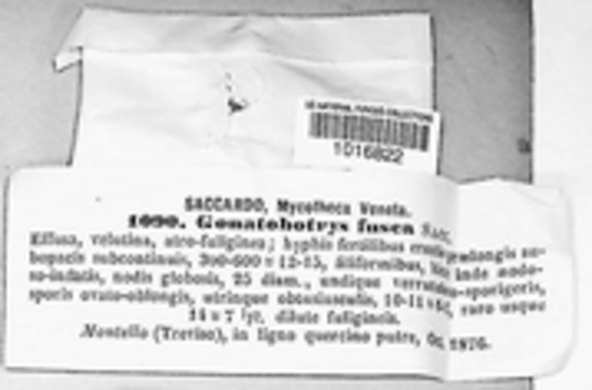 Gonatobotrys fusca image